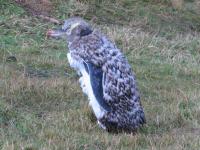 Albums/20060200-New Zealand 2006/20060314-Dunedin/71